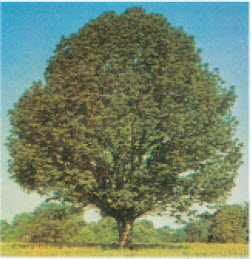 उन्हाळ्यातील ॲश वृक्ष